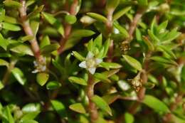 Image of new zealand pigmyweed