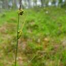 Imagem de Carex globularis L.