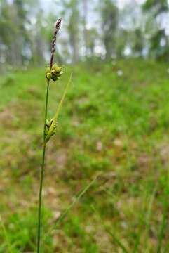 Plancia ëd Carex globularis L.