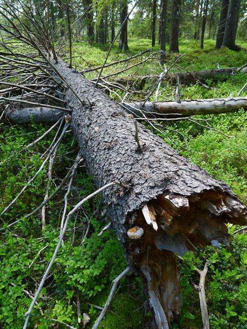 Fomitopsis resmi