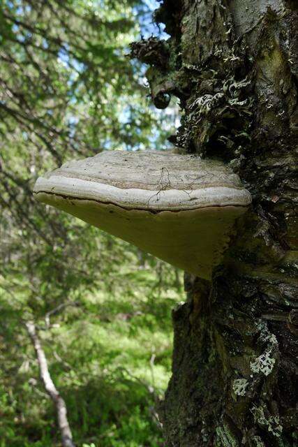 Image of Fomitopsis