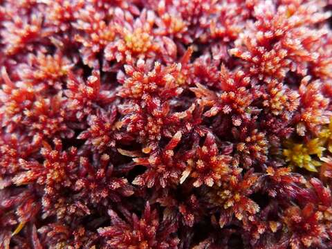 Image of red bog-moss