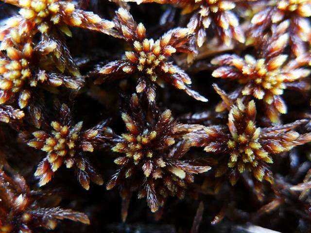 Imagem de Sphagnum subnitens Russow & Warnstorf 1888