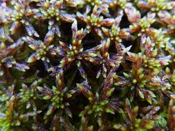 Imagem de Sphagnum subnitens Russow & Warnstorf 1888