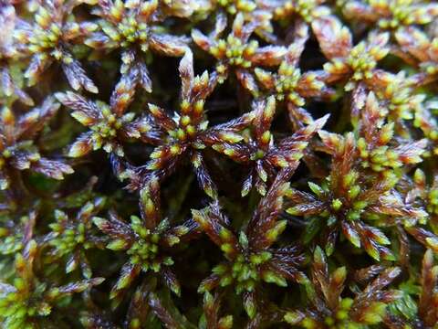 Слика од Sphagnum subnitens Russow & Warnstorf 1888