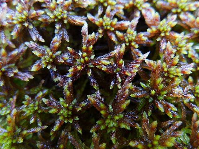 Imagem de Sphagnum subnitens Russow & Warnstorf 1888