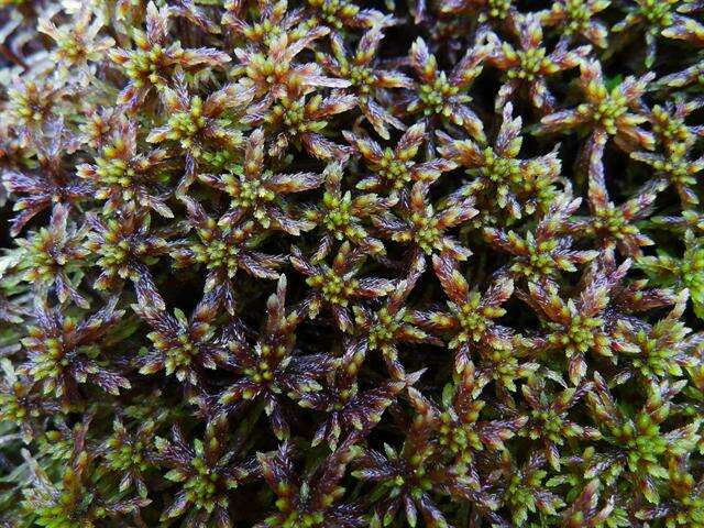 Imagem de Sphagnum subnitens Russow & Warnstorf 1888