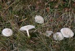 Image of Clitocybe agrestis Harmaja 1969