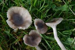 Image of Hygrocybe radiata Arnolds 1989