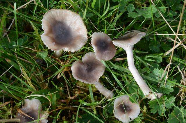 Image of Hygrocybe radiata Arnolds 1989