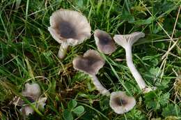 Image of Hygrocybe radiata Arnolds 1989