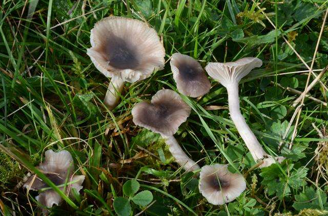 Image of Hygrocybe radiata Arnolds 1989