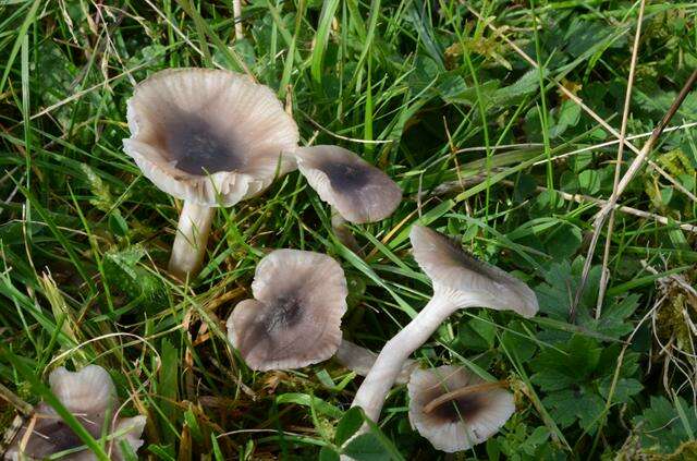 Image of Hygrocybe radiata Arnolds 1989