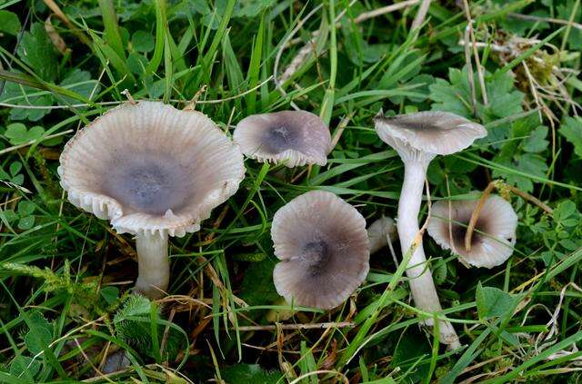 Image of Hygrocybe radiata Arnolds 1989