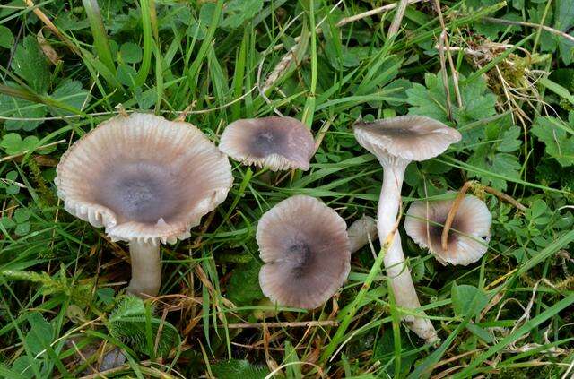 Image of Hygrocybe radiata Arnolds 1989