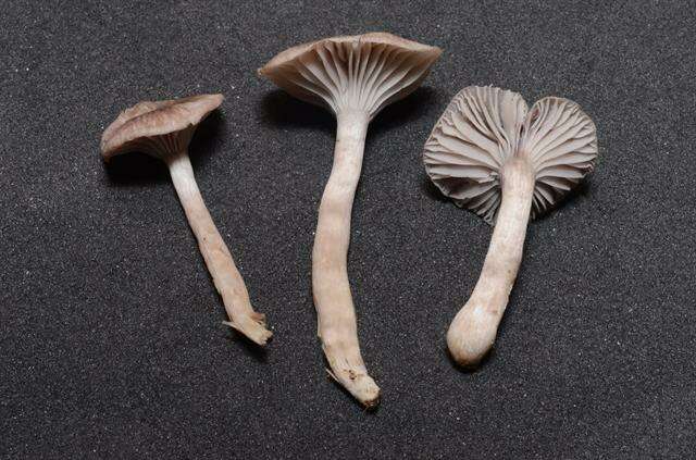 Image of Hygrocybe radiata Arnolds 1989