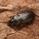 Image of black beetle