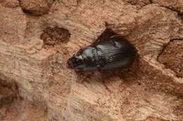Image of black beetle