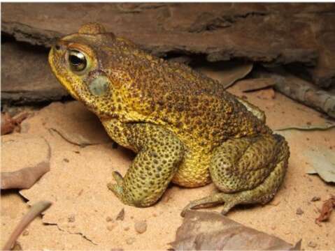 Rhinella cerradensis Maciel, Brandão, Campos & Sebben 2007的圖片