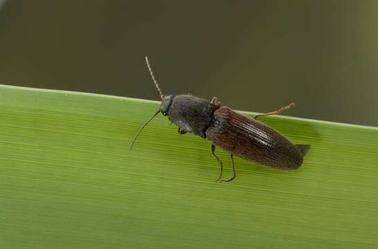 Слика од <i>Athous haemorrhoidalis</i>