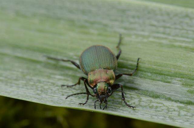 Слика од Chlaenius (Chlaeniellus) nigricornis (Fabricius 1787)