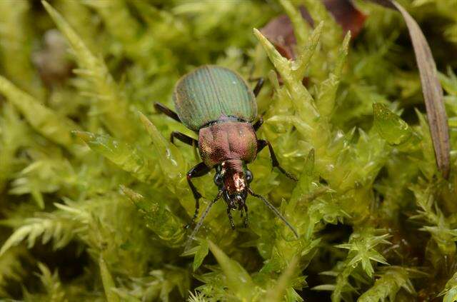 Imagem de Chlaenius (Chlaeniellus) nigricornis (Fabricius 1787)