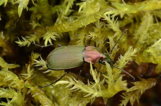 Imagem de Chlaenius (Chlaeniellus) nigricornis (Fabricius 1787)