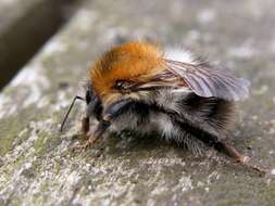 Image of honeybees, bumblebees, and relatives