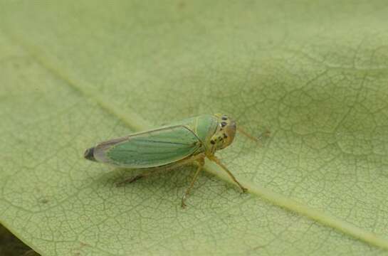 Cicadella resmi