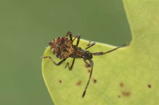 Image of Coreus