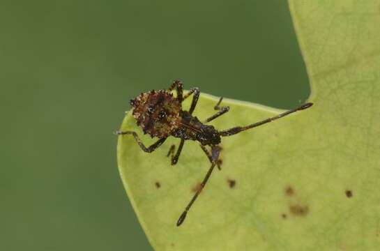 Image of Coreus