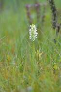 Image de Dactylorhiza incarnata subsp. ochroleuca (Wüstnei ex Boll) P. F. Hunt & Summerh.