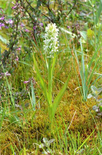 Image de Dactylorhiza incarnata subsp. ochroleuca (Wüstnei ex Boll) P. F. Hunt & Summerh.