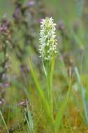 Image de Dactylorhiza incarnata subsp. ochroleuca (Wüstnei ex Boll) P. F. Hunt & Summerh.