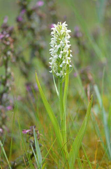 Image de Dactylorhiza incarnata subsp. ochroleuca (Wüstnei ex Boll) P. F. Hunt & Summerh.