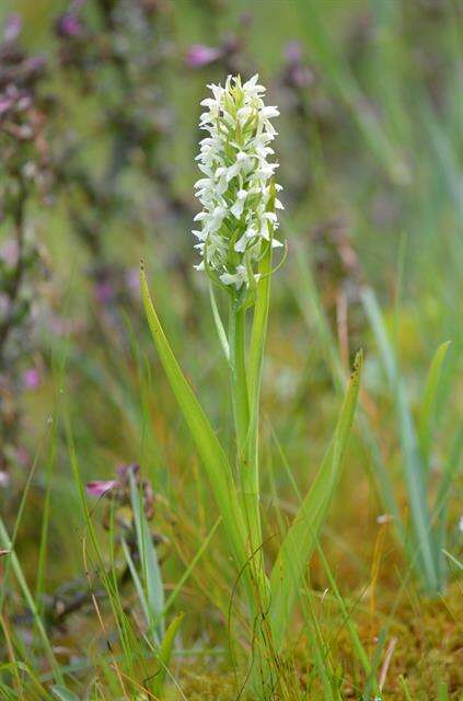 Image de Dactylorhiza incarnata subsp. ochroleuca (Wüstnei ex Boll) P. F. Hunt & Summerh.