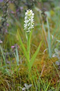 Image of Dactylorhiza incarnata subsp. ochroleuca (Wüstnei ex Boll) P. F. Hunt & Summerh.