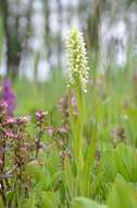 Image de Dactylorhiza incarnata subsp. ochroleuca (Wüstnei ex Boll) P. F. Hunt & Summerh.