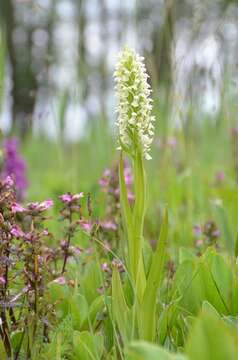 Image of Dactylorhiza incarnata subsp. ochroleuca (Wüstnei ex Boll) P. F. Hunt & Summerh.