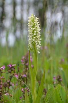 Image de Dactylorhiza incarnata subsp. ochroleuca (Wüstnei ex Boll) P. F. Hunt & Summerh.