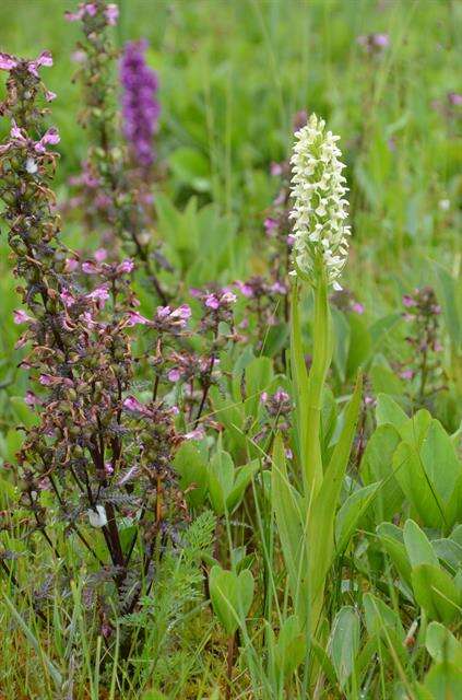 Image de Dactylorhiza incarnata subsp. ochroleuca (Wüstnei ex Boll) P. F. Hunt & Summerh.