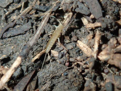 Image of subterranean silverfish