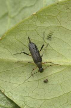 Image of Grammoptera