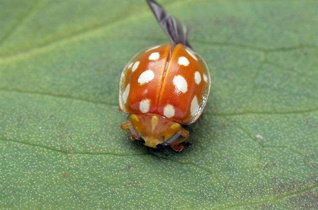 Image of <i>Halyzia sedecimguttata</i>