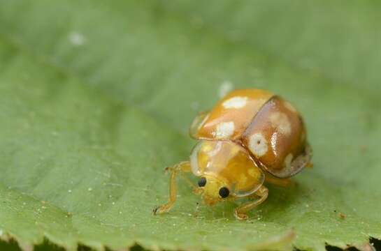 Image of <i>Halyzia sedecimguttata</i>