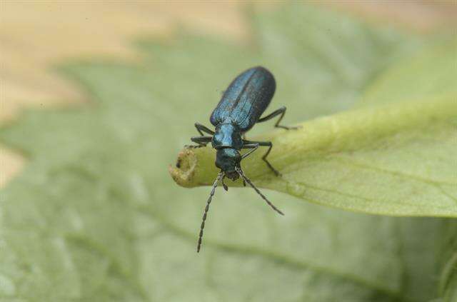 Image of <i>Ischnomera cyanea</i>