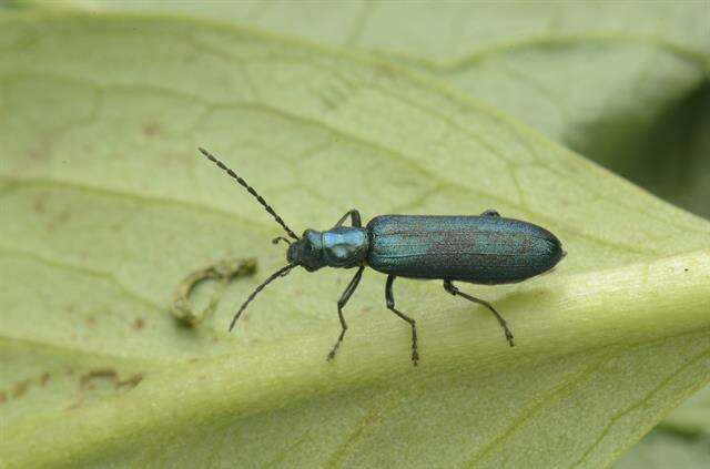 Image of <i>Ischnomera cyanea</i>