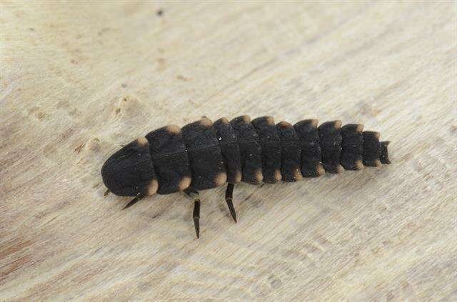 Image of glowworms