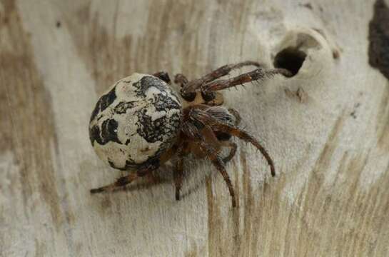 Image of Furrow spiders