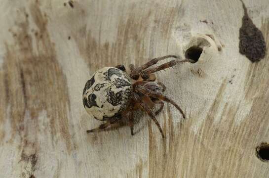 Image of Furrow spiders